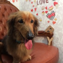 スタンダードダックス