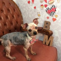 ヨークシャテリア