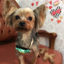 ヨークシャテリア