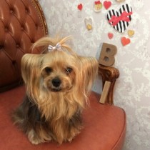 ヨークシャテリア