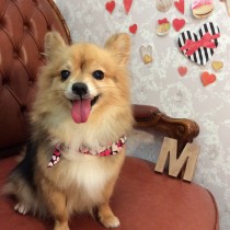 チワワ×パピヨンmix