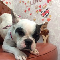 フレンチブルドッグ