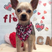 ヨークシャテリア