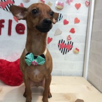 ミニチュアピンシャー