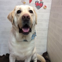 ラブラドールレトリバー