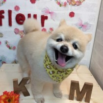 ポメラニアン