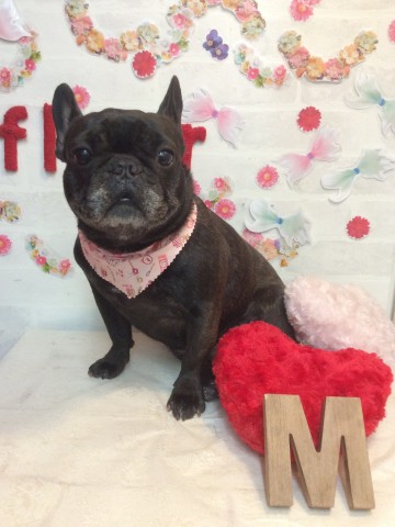 フレンチブルドッグ