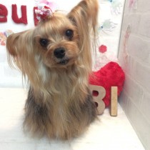 ヨークシャテリア