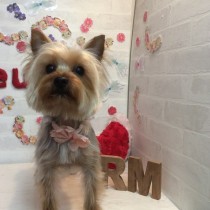 ヨークシャテリア