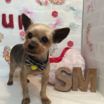 ヨークシャテリア