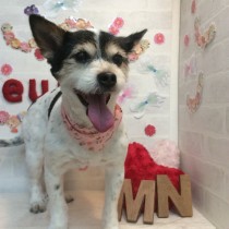 ジャックラッセル