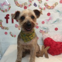 ヨークシャテリア