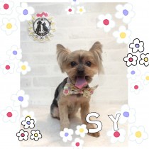 ヨークシャテリア