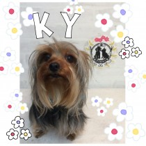 ヨークシャテリア