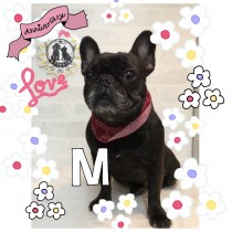 フレンチブルドッグ