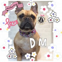 フレンチブルドッグ