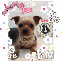 ヨークシャテリア