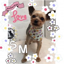 ヨークシャテリア