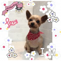 ヨークシャテリア