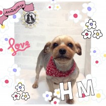 ヨークシャテリア