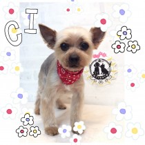 ヨークシャテリア