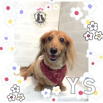 Mダックスフント