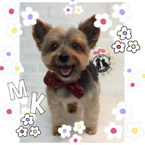 ヨークシャテリア