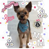 ヨークシャテリア