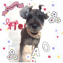 Ｍシュナウザー