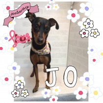 ミニチュアピンシャー