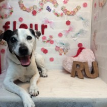 ジャックラッセルテリア