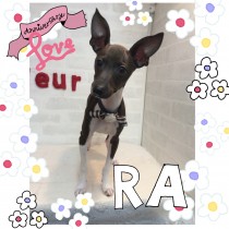 ミニチュアピンシャー