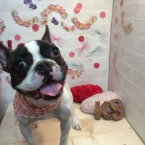 フレンチブルドッグ