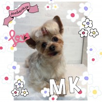 ヨークシャテリア