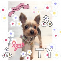 ヨークシャテリア