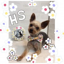 ヨークシャテリア