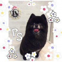ポメラニアン