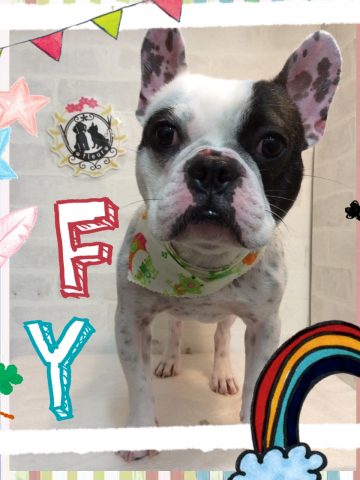 フレンチブルドッグ