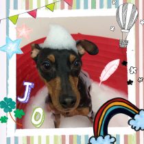 ミニチュアピンシャー