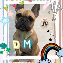 フレンチブルドッグ