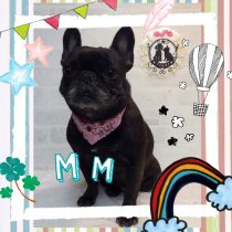 フレンチブルドッグ