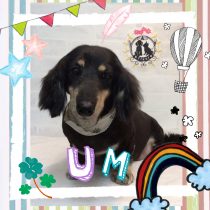 Mダックスフント