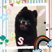 ポメラニアン