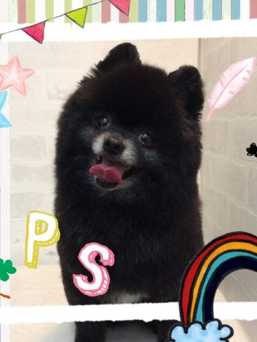 ポメラニアン