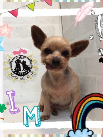 ヨークシャテリア