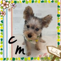 ヨークシャテリア