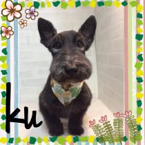 スコティッシュテリア