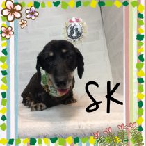 Mダックスフント