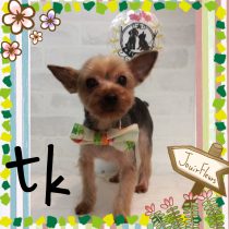 ヨークシャテリア