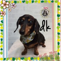 Mダックスフント